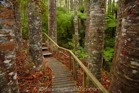 Auckland;Auckland-Region;fern;ferns;forest;forests;frond;fronds;kauri;Kauri-forest;kauri-tree;kauri-trees;kauris;N.Z.;native-bush;native-forest;native-forests;nature;New-Zealand;North-Auckland;North-Is.;North-Island;Nth-Is;NZ;Parry-Kauri-Park;path-pathway;paths;tree;trees;walking-track;walking-tracks;Warkworth;wood;woods