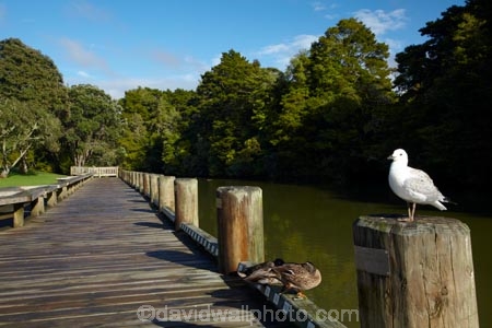 Auckland;Auckland-Region;bird;birds;Black_billed-gull;Black_billed-gulls;boardwalks;Larus-bulleri;Mahurangi-River;Mahurangi-River-Boardwalk;N.Z.;New-Zealand;North-Auckland;North-Is.;North-Island;Nth-Is;NZ;river;rivers;seagull;seagulls;tidal;Warkworth;Warkworth-Boardwalk