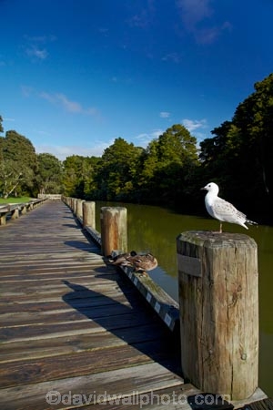 Auckland;Auckland-Region;bird;birds;Black_billed-gull;Black_billed-gulls;boardwalks;Larus-bulleri;Mahurangi-River;Mahurangi-River-Boardwalk;N.Z.;New-Zealand;North-Auckland;North-Is.;North-Island;Nth-Is;NZ;river;rivers;seagull;seagulls;Warkworth;Warkworth-Boardwalk