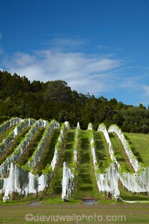 agricultural;agriculture;Ascension-Vineyard;Ascension-Wine-Estate;Ascension-Winery;Auckland;Auckland-region;country;countryside;crop;crops;cultivation;farm;farming;farmland;farms;field;fields;grape;grapes;grapevine;horticulture;Matakana;N.Z.;New-Zealand;North-Auckland;North-Is.;North-Island;Nth-Is;NZ;Rodney-District;row;rows;rural;vine;vines;vineyard;vineyards;vintage;wine;wineries;winery;wines