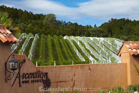 agricultural;agriculture;Ascension-Vineyard;Ascension-Wine-Estate;Ascension-Winery;Auckland;Auckland-region;country;countryside;crop;crops;cultivation;farm;farming;farmland;farms;field;fields;grape;grapes;grapevine;horticulture;Matakana;N.Z.;New-Zealand;North-Auckland;North-Is.;North-Island;Nth-Is;NZ;Rodney-District;row;rows;rural;vine;vines;vineyard;vineyards;vintage;wine;wineries;winery;wines