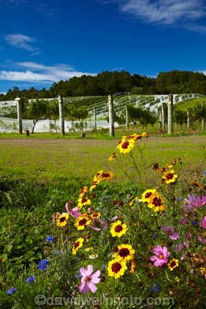 agricultural;agriculture;Ascension-Vineyard;Ascension-Wine-Estate;Ascension-Winery;Auckland;Auckland-region;country;countryside;crop;crops;cultivation;farm;farming;farmland;farms;field;fields;flower;flowers;grape;grapes;grapevine;horticulture;Matakana;N.Z.;New-Zealand;North-Auckland;North-Is.;North-Island;Nth-Is;NZ;Rodney-District;row;rows;rural;vine;vines;vineyard;vineyards;vintage;wild-flower;wild-flowers;wildflower;wildflowers;wine;wineries;winery;wines;yellow