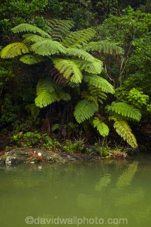 Auckland;Auckland-Region;beautiful;beauty;bush;cyathea;endemic;fern;ferns;forest;forests;frond;fronds;green;lush;Matakana;Matakana-River;N.I.;N.Z.;native;native-bush;natives;natural;nature;New-Zealand;NI;North-Auckland;North-Is.;North-Island;Nth-Is;NZ;ponga;pongas;punga;pungas;river;rivers;Rodney-District;scene;scenic;tree;tree-fern;tree-ferns;trees;verdant