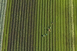 aerial;aerial-image;aerial-images;aerial-photo;aerial-photograph;aerial-photographs;aerial-photography;aerial-photos;aerial-view;aerial-views;aerials;agricultural;agriculture;Ardmore;Auckland;Auckland-region;country;countryside;crop;crops;farm;farming;farmland;farms;field;fields;horticulture;market-garden;market-gardens;meadow;meadows;N.I.;N.Z.;New-Zealand;NI;North-Is;North-Island;NZ;paddock;paddocks;pasture;pastures;picker;pickers;rural;South-Auckland;vegetable-garden;vegetable-gardens;worker;workers