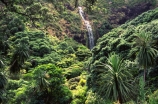 bush;cabbage-tree;cascade;falls;forest;forestry;forests;green;native;natural;trees;waterfalls