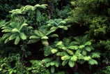 black-tree-fern;blacktree-fern;fern;ferns;forest;forestry;forests;green;lush;mamaku;native-bush