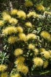 Auckland;Aurea;bloom;blooms;Cornwall-Park;flower;flowers;icon;icons;leaf;leaves;Metrosideros-excelsa;Metrosideros-excelsa-Aurea;N.I.;N.Z.;native;nature;New-Zealand;NI;north-is.;North-Island;NZ;One-Tree-Hill;Pohutukawa;pohutukawas;summer;symbol;symbols;Yellow;Yellow-Pohutukawa;Yellow-Pohutukawa-Flower;Yellow-Pohutukawa-Flowers;Yellow-Pohutukawas