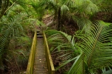 Auckland;Auckland-Region;endemic;footbridge;N.Z.;native;native-plant;native-plants;natives;natural;nature;New-Zealand;nikau;nikau-palm;nikau-palms;nikaus;nikuas;North-Auckland;North-Is.;North-Island;Nth-Is;NZ;palm;palm-tree;palm-trees;palms;Parry-Kauri-Park;plant;plants;Rhopalostylis-sapida;walking-track;walking-tracks;Warkworth