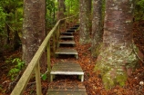 Auckland;Auckland-Region;forest;forests;kauri;Kauri-forest;kauri-tree;kauri-trees;kauris;N.Z.;native-bush;native-forest;native-forests;nature;New-Zealand;North-Auckland;North-Is.;North-Island;Nth-Is;NZ;Parry-Kauri-Park;path-pathway;paths;tree;trees;walking-track;walking-tracks;Warkworth;wood;woods