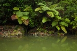 Auckland;Auckland-Region;beautiful;beauty;bush;cyathea;endemic;fern;ferns;forest;forests;frond;fronds;green;lush;Matakana;Matakana-River;N.I.;N.Z.;native;native-bush;natives;natural;nature;New-Zealand;NI;North-Auckland;North-Is.;North-Island;Nth-Is;NZ;ponga;pongas;punga;pungas;river;rivers;Rodney-District;scene;scenic;tree;tree-fern;tree-ferns;trees;verdant