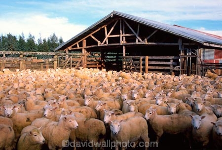 agriculture;Animal;Animals;Catlins;contained;Countryside;Crowd;Crowded;Crowds;Daytime;farm;Farm-animals;farming;flock;Flocks;Herbivore;Herbivores;Herbivorous;herd;Herds;Livestock;Mammal;Mammals;Mass;mob;New-Zealand;Niagara;nz;Outdoor;Outdoors;Outside;pen;penned;Rural;shearing-shed;shearing-sheds;shed;sheds;Sheep;sheep-shed;South-Island;Southland;woolly;woolsheds