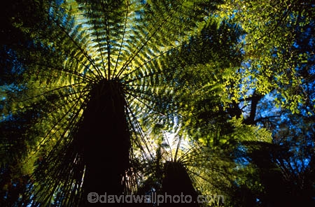 canopy;Catlins;fern;forest;frond;fronds;green;icon;icons;n.z.;native;nature;New-Zealand;nz;radiate;South-Island;Southern-Scenic-Route;symbol;symbols;Tree-Fern;Tree-Ferns
