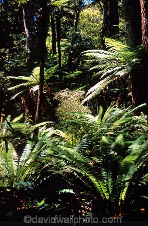 alive;beauty;bridge;bush;Catlins;fern;ferns;flora;forest;forestry;forests;green;Lake-Wilkie;lush;n.z.;Native-Bush;natural;nature;New-Zealand;nz;rain-forest;rain-forests;rain_forest;rain_forests;rainforest;rainsforests;scene;scenic;South-Island;southland;verdant