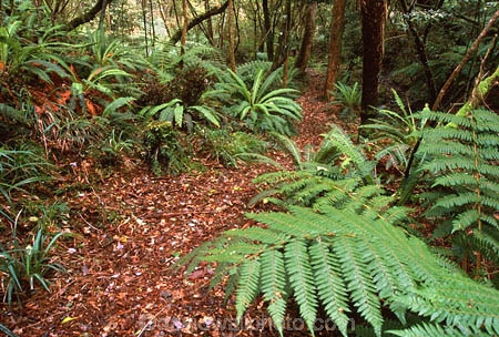 Akatore-Forst;Catlins;fern;forest;frond;fronds;green;icon;icons;n.z.;native;nature;New-Zealand;nz;Otago;radiate;South-Island;Southern-Scenic-Route;symbol;symbols;Taieri-Mouth;Tree-Fern;Tree-Ferns