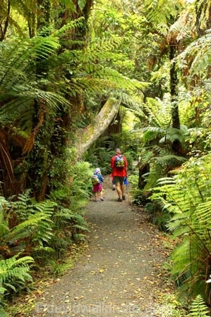 beautiful;beauty;bush;Catlins;child;children;endemic;forest;forests;green;hike;hiker;hikers;hiking;lush;native;native-bush;natives;natural;nature;New-Zealand;people;person;rain-forest;rain-forests;rain_forest;rain_forests;rainforest;rainforests;scene;scenic;South-Island;south-otago;southland;timber;tramp;tramper;trampers;tramping;tree;tree-trunk;tree-trunks;trees;trek;treker;trekers;treking;trekker;trekkers;trekking;trunk;trunks;verdant;walk;walker;Walkers;walking;wood;woods