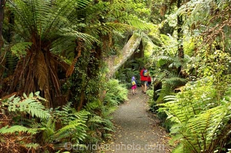 beautiful;beauty;bush;Catlins;child;children;endemic;forest;forests;green;hike;hiker;hikers;hiking;lush;native;native-bush;natives;natural;nature;New-Zealand;people;person;rain-forest;rain-forests;rain_forest;rain_forests;rainforest;rainforests;scene;scenic;South-Island;south-otago;southland;timber;tramp;tramper;trampers;tramping;tree;tree-trunk;tree-trunks;trees;trek;treker;trekers;treking;trekker;trekkers;trekking;trunk;trunks;verdant;walk;walker;Walkers;walking;wood;woods