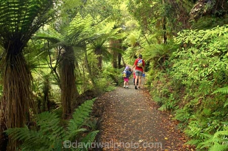 beautiful;beauty;bush;Catlins;child;children;endemic;forest;forests;green;hike;hiker;hikers;hiking;lush;native;native-bush;natives;natural;nature;New-Zealand;people;person;rain-forest;rain-forests;rain_forest;rain_forests;rainforest;rainforests;scene;scenic;South-Island;south-otago;southland;timber;tramp;tramper;trampers;tramping;tree;tree-trunk;tree-trunks;trees;trek;treker;trekers;treking;trekker;trekkers;trekking;trunk;trunks;verdant;walk;walker;Walkers;walking;wood;woods