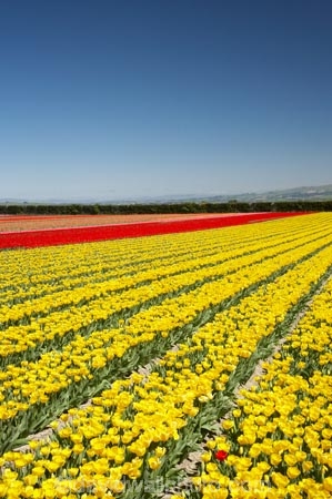 bloom;blooming;blooms;color;colorful;colors;colour;colourful;colours;country;countryside;cultivation;farm;farming;farmland;farms;field;fields;flora;floral;flower;flowers;fresh;garden;grow;growing;growth;horticulture;N.Z.;New-Zealand;NZ;paddock;paddocks;renew;rural;S.I.;season;seasonal;seasons;SI;South-Is.;South-Island;spring;springtime;Tapanui;tulip;tulip-bulb-growing;tulip-field;Tulip-Fields;Tulipa-sp.;tulips;West-Otago;yellow