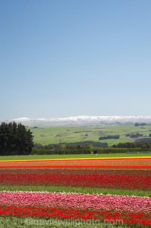 bloom;blooming;blooms;color;colorful;colors;colour;colourful;colours;country;countryside;cultivation;farm;farming;farmland;farms;field;fields;flora;floral;flower;flowers;fresh;garden;grow;growing;growth;horticulture;N.Z.;New-Zealand;NZ;paddock;paddocks;renew;rural;S.I.;season;seasonal;seasons;SI;South-Is.;South-Island;spring;springtime;Tapanui;tulip;tulip-bulb-growing;tulip-field;Tulip-Fields;Tulipa-sp.;tulips;West-Otago