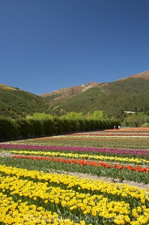 bloom;blooming;blooms;color;colorful;colors;colour;colourful;colours;country;countryside;cultivation;farm;farming;farmland;farms;field;fields;flora;floral;flower;flowers;fresh;garden;grow;growing;growth;horticulture;N.Z.;New-Zealand;NZ;paddock;paddocks;renew;rural;S.I.;season;seasonal;seasons;SI;South-Is.;South-Island;spring;springtime;Tapanui;tulip;tulip-bulb-growing;tulip-field;Tulip-Fields;Tulipa-sp.;tulips;West-Otago;yellow