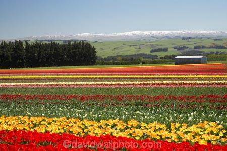 bloom;blooming;blooms;color;colorful;colors;colour;colourful;colours;country;countryside;cultivation;farm;farming;farmland;farms;field;fields;flora;floral;flower;flowers;fresh;garden;grow;growing;growth;horticulture;N.Z.;New-Zealand;NZ;paddock;paddocks;pink;red;renew;rural;S.I.;season;seasonal;seasons;SI;South-Is.;South-Island;spring;springtime;Tapanui;tulip;tulip-bulb-growing;tulip-field;Tulip-Fields;Tulipa-sp.;tulips;West-Otago;yellow
