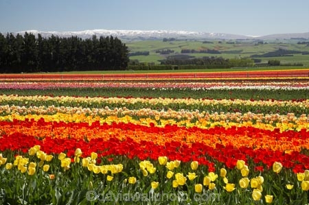 bloom;blooming;blooms;color;colorful;colors;colour;colourful;colours;country;countryside;cultivation;farm;farming;farmland;farms;field;fields;flora;floral;flower;flowers;fresh;garden;grow;growing;growth;horticulture;N.Z.;New-Zealand;NZ;orange;paddock;paddocks;pink;red;renew;rural;S.I.;season;seasonal;seasons;SI;South-Is.;South-Island;spring;springtime;Tapanui;tulip;tulip-bulb-growing;tulip-field;Tulip-Fields;Tulipa-sp.;tulips;West-Otago;yellow