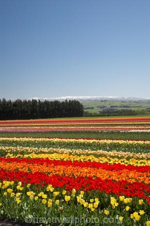 bloom;blooming;blooms;color;colorful;colors;colour;colourful;colours;country;countryside;cultivation;farm;farming;farmland;farms;field;fields;flora;floral;flower;flowers;fresh;garden;grow;growing;growth;horticulture;N.Z.;New-Zealand;NZ;orange;paddock;paddocks;pink;red;renew;rural;S.I.;season;seasonal;seasons;SI;South-Is.;South-Island;spring;springtime;Tapanui;tulip;tulip-bulb-growing;tulip-field;Tulip-Fields;Tulipa-sp.;tulips;West-Otago;yellow