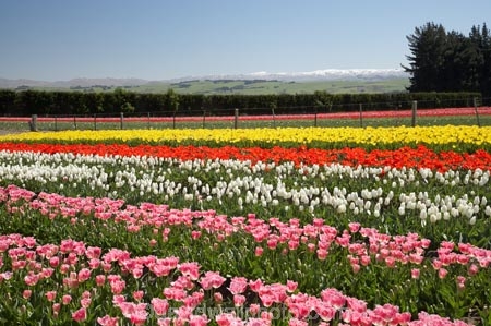 bloom;blooming;blooms;color;colorful;colors;colour;colourful;colours;country;countryside;cultivation;farm;farming;farmland;farms;field;fields;flora;floral;flower;flowers;fresh;garden;grow;growing;growth;horticulture;N.Z.;New-Zealand;NZ;paddock;paddocks;pink;red;renew;rural;S.I.;season;seasonal;seasons;SI;South-Is.;South-Island;spring;springtime;Tapanui;tulip;tulip-bulb-growing;tulip-field;Tulip-Fields;Tulipa-sp.;tulips;West-Otago;white;yellow
