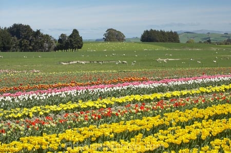 bloom;blooming;blooms;color;colorful;colors;colour;colourful;colours;country;countryside;cultivation;farm;farming;farmland;farms;field;fields;flora;floral;flower;flowers;fresh;garden;grow;growing;growth;horticulture;lilac;mauve;N.Z.;New-Zealand;NZ;paddock;paddocks;purple;renew;rural;S.I.;season;seasonal;seasons;SI;South-Is.;South-Island;spring;springtime;Tapanui;tulip;tulip-bulb-growing;tulip-field;Tulip-Fields;Tulipa-sp.;tulips;violet;West-Otago;yellow