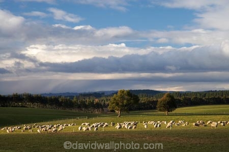 agricultural;agriculture;Animal;Animals;approaching-storm;approaching-storms;black-cloud;black-clouds;cloud;clouds;cloudy;Clutha-District;Clutha-Region;country;countryside;dark-cloud;dark-clouds;ewes;farm;Farm-animals;farming;farmland;farms;field;fields;flock;flocks;gray-cloud;gray-clouds;grey-cloud;grey-clouds;herbivore;herbivores;herbivorous;livestock;mammal;mammals;meadow;meadows;N.Z.;New-Zealand;NZ;Outdoor;Outdoors;Outside;paddock;paddocks;pasture;pastures;rain-cloud;rain-clouds;rain-storm;rain-storms;rural;S.I.;sheep;SI;South-is;South-Island;South-Otago;stock;storm;storm-cloud;storm-clouds;storms;thunder-storm;thunder-storms;thunderstorm;thunderstorms;Waiwera-South;weather;white;wool