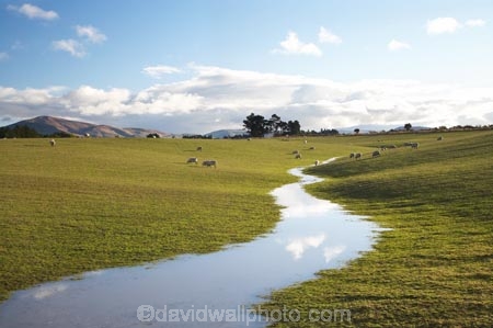 agricultural;agriculture;Animal;Animals;brook;brooks;calm;Clutha-District;Clutha-Region;country;countryside;creek;creeks;ewes;farm;Farm-animals;farming;farmland;farms;field;fields;flock;flocks;flooding;flow;herbivore;herbivores;herbivorous;livestock;mammal;mammals;meadow;meadows;N.Z.;New-Zealand;NZ;Outdoor;Outdoors;Outside;paddock;paddocks;pasture;pastures;placid;quiet;reflection;reflections;run_off;runoff;rural;S.I.;serene;sheep;SI;smooth;South-is;South-Island;South-Otago;still;stock;stream;streams;tranquil;Waiwera-South;water;wet;white;wool