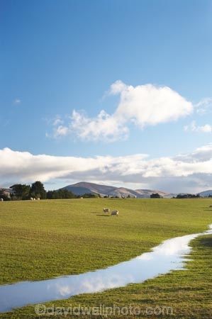 agricultural;agriculture;Animal;Animals;brook;brooks;calm;Clutha-District;Clutha-Region;country;countryside;creek;creeks;ewes;farm;Farm-animals;farming;farmland;farms;field;fields;flock;flocks;flooding;flow;herbivore;herbivores;herbivorous;livestock;mammal;mammals;meadow;meadows;N.Z.;New-Zealand;NZ;Outdoor;Outdoors;Outside;paddock;paddocks;pasture;pastures;placid;quiet;reflection;reflections;run_off;runoff;rural;S.I.;serene;sheep;SI;smooth;South-is;South-Island;South-Otago;still;stock;stream;streams;tranquil;Waiwera-South;water;wet;white;wool