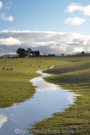 agricultural;agriculture;Animal;Animals;brook;brooks;calm;Clutha-District;Clutha-Region;country;countryside;creek;creeks;ewes;farm;Farm-animals;farming;farmland;farms;field;fields;flock;flocks;flooding;flow;herbivore;herbivores;herbivorous;livestock;mammal;mammals;meadow;meadows;N.Z.;New-Zealand;NZ;Outdoor;Outdoors;Outside;paddock;paddocks;pasture;pastures;placid;quiet;reflection;reflections;run_off;runoff;rural;S.I.;serene;sheep;SI;smooth;South-is;South-Island;South-Otago;still;stock;stream;streams;tranquil;Waiwera-South;water;wet;white;wool