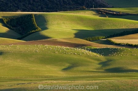 agricultural;agriculture;Animal;Animals;Balclutha;Clutha-District;Clutha-Region;country;countryside;ewes;farm;Farm-animals;farming;farmland;farms;field;fields;flock;flocks;grass;grassy;green;herbivore;herbivores;herbivorous;livestock;lte-light;mammal;mammals;meadow;meadows;N.Z.;New-Zealand;NZ;Outdoor;Outdoors;Outside;paddock;paddocks;pasture;pastures;rolling;rolling-farmland;rolling-hills;rural;S.I.;sheep;SI;South-is;South-Island;South-Otago;stock;Waitepeka;white;wool