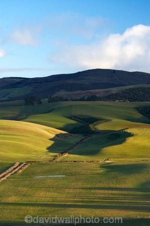 agricultural;agriculture;Animal;Animals;Balclutha;Clutha-District;Clutha-Region;country;countryside;ewes;farm;Farm-animals;farming;farmland;farms;field;fields;flock;flocks;grass;grassy;green;herbivore;herbivores;herbivorous;livestock;lte-light;mammal;mammals;meadow;meadows;N.Z.;New-Zealand;NZ;Outdoor;Outdoors;Outside;paddock;paddocks;pasture;pastures;rolling;rolling-farmland;rolling-hills;rural;S.I.;sheep;SI;South-is;South-Island;South-Otago;stock;Waitepeka;white;wool