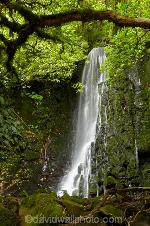 beautiful;beauty;bush;cascade;cascades;Catlins;Catlins-District;Catlins-Region;creek;creeks;endemic;falls;forest;forests;green;Matai-Falls;N.Z.;native;native-bush;natives;natural;nature;New-Zealand;NZ;Otago;rain-forest;rain-forests;rain_forest;rain_forests;rainforest;rainforests;S.I.;scene;scenic;SI;South-Is;South-Island;South-Otago;Sth-Is;Sth-Otago;stream;streams;tree;trees;water;water-fall;water-falls;waterfall;waterfalls;wet;woods