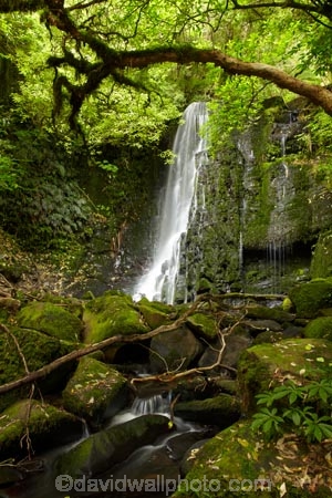 beautiful;beauty;bush;cascade;cascades;Catlins;Catlins-District;Catlins-Region;creek;creeks;endemic;falls;forest;forests;green;Matai-Falls;N.Z.;native;native-bush;natives;natural;nature;New-Zealand;NZ;Otago;rain-forest;rain-forests;rain_forest;rain_forests;rainforest;rainforests;S.I.;scene;scenic;SI;South-Is;South-Island;South-Otago;Sth-Is;Sth-Otago;stream;streams;tree;trees;water;water-fall;water-falls;waterfall;waterfalls;wet;woods