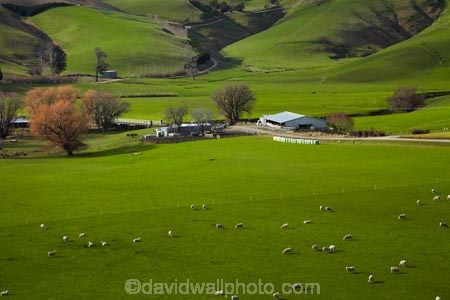agricultural;agriculture;animal;animals;Clutha-District;country;countryside;farm;Farm-Building;Farm-Buildings;Farm-Shed;Farm-Sheds;farming;farmland;farms;field;fields;grass;grassy;green;green-grass;livestock;mammal;mammals;meadow;meadows;N.Z.;New-Zealand;Otago;paddock;paddocks;pasture;pastures;rural;S.I.;Shearing-Shed;Shearing-Sheds;sheep;Sheep-Shed;Sheep-Sheds;SI;South-Is;South-Island;South-Otago;Sth-Is;stock;Waitahuna;Wool-Shed;Wool-Sheds;woolshed;woolsheds