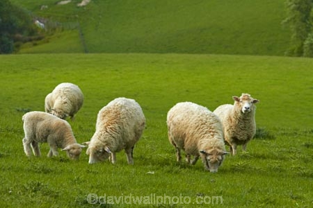 agricultural;agriculture;animal;animals;Balclutha;Clutha-District;country;countryside;crop;crops;domestic-stock;ewes;farm;farm-animals;farming;farmland;farms;field;fields;flock;flocks;green;herbivore;herbivores;herbivorous;herd;herds;horticulture;livestock;mammal;mammals;meadow;meadows;N.Z.;New-Zealand;NZ;outdoor;outdoors;outside;paddock;paddocks;pasture;pastures;rolling-hills;rural;S.I.;season;seasonal;seasons;sheep;SI;South-Is;South-Island;South-Otago;spring;spring-time;spring_time;springtime;Sth-Is.;stock;white