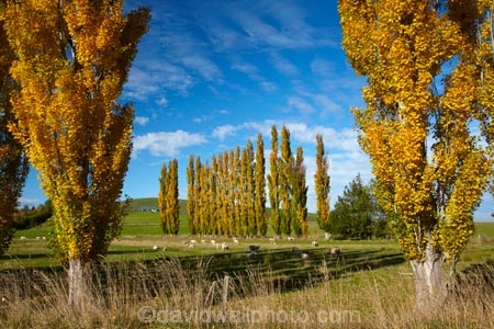 agricultural;agriculture;autuminal;autumn;autumn-colour;autumn-colours;autumnal;Clutha-District;color;colors;colour;colours;country;countryside;deciduous;ewes;fall;farm;farm-animals;farming;farmland;farms;field;fields;flock;flocks;gold;golden;herbivore;herbivores;herbivorous;herd;herds;leaf;leaves;livestock;Lovells-Flat;Lovells-Flat;mammal;mammals;meadow;meadows;N.Z.;New-Zealand;NZ;Otago;outdoor;outdoors;outside;paddock;paddocks;pasture;pastures;poplar;poplar-tree;poplar-trees;poplars;Robson-Rd;Robson-Road;row;rural;S.I.;season;seasonal;seasons;sheep;SI;South-Is;South-Island;South-Otago;Sth-Is;stock;tree;trees;white;yellow