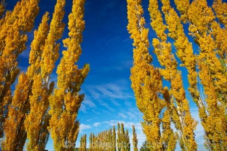 autuminal;autumn;autumn-colour;autumn-colours;autumnal;Clutha-District;color;colors;colour;colours;deciduous;fall;gold;golden;leaf;leaves;Lovells-Flat;Lovells-Flat;N.Z.;New-Zealand;NZ;Otago;poplar;poplar-tree;poplar-trees;poplars;Robson-Rd;Robson-Road;row;S.I.;season;seasonal;seasons;SI;South-Is;South-Island;South-Otago;Sth-Is;tree;trees;yellow