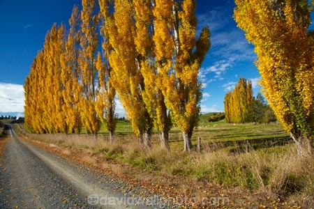 agricultural;agriculture;autuminal;autumn;autumn-colour;autumn-colours;autumnal;Clutha-District;color;colors;colour;colours;country;country-road;country-roads;countryside;deciduous;fall;farm;farming;farmland;farms;field;fields;gold;golden;gravel-road;gravel-roads;leaf;leaves;Lovells-Flat;Lovells-Flat;meadow;meadows;metal-road;metal-roads;metalled-road;metalled-roads;N.Z.;New-Zealand;NZ;Otago;paddock;paddocks;pasture;pastures;poplar;poplar-tree;poplar-trees;poplars;road;roads;Robson-Rd;Robson-Road;row;rural;rural-road;rural-roads;S.I.;season;seasonal;seasons;SI;South-Is;South-Island;South-Otago;Sth-Is;tree;trees;unpaved-road;unpaved-roads;yellow
