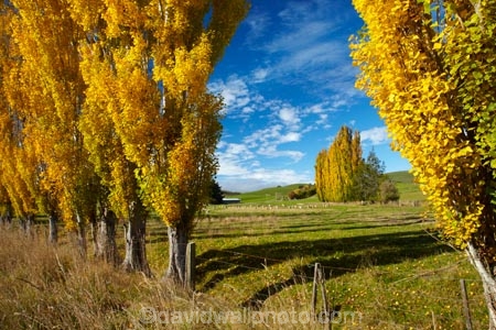 agricultural;agriculture;autuminal;autumn;autumn-colour;autumn-colours;autumnal;Clutha-District;color;colors;colour;colours;country;countryside;deciduous;ewes;fall;farm;farm-animals;farming;farmland;farms;field;fields;flock;flocks;gold;golden;herbivore;herbivores;herbivorous;herd;herds;leaf;leaves;livestock;Lovells-Flat;Lovells-Flat;mammal;mammals;meadow;meadows;N.Z.;New-Zealand;NZ;Otago;outdoor;outdoors;outside;paddock;paddocks;pasture;pastures;poplar;poplar-tree;poplar-trees;poplars;Robson-Rd;Robson-Road;row;rural;S.I.;season;seasonal;seasons;sheep;SI;South-Is;South-Island;South-Otago;Sth-Is;stock;tree;trees;white;yellow