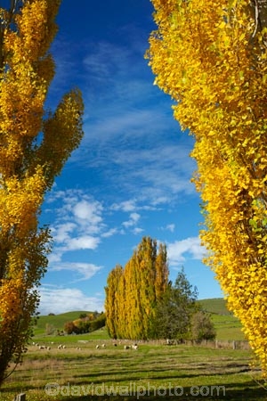 agricultural;agriculture;autuminal;autumn;autumn-colour;autumn-colours;autumnal;Clutha-District;color;colors;colour;colours;country;countryside;deciduous;ewes;fall;farm;farm-animals;farming;farmland;farms;field;fields;flock;flocks;gold;golden;herbivore;herbivores;herbivorous;herd;herds;leaf;leaves;livestock;Lovells-Flat;Lovells-Flat;mammal;mammals;meadow;meadows;N.Z.;New-Zealand;NZ;Otago;outdoor;outdoors;outside;paddock;paddocks;pasture;pastures;poplar;poplar-tree;poplar-trees;poplars;Robson-Rd;Robson-Road;row;rural;S.I.;season;seasonal;seasons;sheep;SI;South-Is;South-Island;South-Otago;Sth-Is;stock;tree;trees;white;yellow