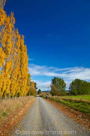agricultural;agriculture;autuminal;autumn;autumn-colour;autumn-colours;autumnal;Clutha-District;color;colors;colour;colours;country;country-road;country-roads;countryside;deciduous;fall;farm;farming;farmland;farms;field;fields;gold;golden;gravel-road;gravel-roads;leaf;leaves;meadow;meadows;metal-road;metal-roads;metalled-road;metalled-roads;N.Z.;New-Zealand;NZ;Otago;paddock;paddocks;pasture;pastures;poplar;poplar-tree;poplar-trees;poplars;road;roads;Robson-Rd;Robson-Road;row;rural;rural-road;rural-roads;S.I.;season;seasonal;seasons;SI;South-Is;South-Island;South-Otago;Sth-Is;tree;trees;unpaved-road;unpaved-roads;yellow