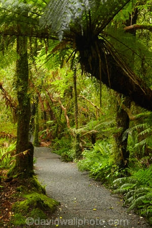 beautiful;beauty;bush;Catlins;Catlins-District;Catlins-Region;cyathea;endemic;fern;fern-frond;fern-fronds;ferns;forest;forests;frond;fronds;green;N.Z.;native;native-bush;natives;natural;nature;New-Zealand;NZ;Otago;plant;plants;rain-forest;rain-forests;rain_forest;rain_forests;rainforest;rainforests;S.I.;scene;scenic;SI;South-Is;South-Island;South-Otago;Sth-Is;Sth-Otago;tree;trees;woods;track;tracks;path;paths
