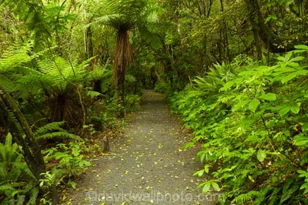 beautiful;beauty;bush;Catlins;Catlins-District;Catlins-Region;cyathea;endemic;fern;fern-frond;fern-fronds;ferns;forest;forests;frond;fronds;green;N.Z.;native;native-bush;natives;natural;nature;New-Zealand;NZ;Otago;plant;plants;rain-forest;rain-forests;rain_forest;rain_forests;rainforest;rainforests;S.I.;scene;scenic;SI;South-Is;South-Island;South-Otago;Sth-Is;Sth-Otago;tree;trees;woods;track;tracks;path;paths