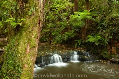 cascade;cascades;Catlins;Catlins-District;Catlins-Region;creek;creeks;falls;N.Z.;natural;nature;New-Zealand;NZ;Otago;Purakanui-Falls;Purakaunui-Falls;S.I.;scene;scenic;SI;South-Is;South-Island;South-Otago;Sth-Is;Sth-Otago;stream;streams;water;water-fall;water-falls;waterfall;waterfalls;wet