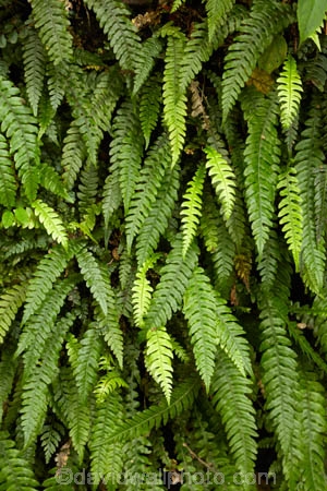 beautiful;beauty;bush;Catlins;Catlins-District;Catlins-Region;cyathea;endemic;fern;fern-frond;fern-fronds;ferns;forest;forests;frond;fronds;green;N.Z.;native;native-bush;natives;natural;nature;New-Zealand;NZ;Otago;plant;plants;rain-forest;rain-forests;rain_forest;rain_forests;rainforest;rainforests;S.I.;scene;scenic;SI;South-Is;South-Island;South-Otago;Sth-Is;Sth-Otago;woods