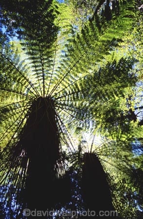 canopy;fern;forest;frond;fronds;green;icon;icons;native;nature;new-zealand;radiate;Southern-Scenic-Route;symbol;symbols